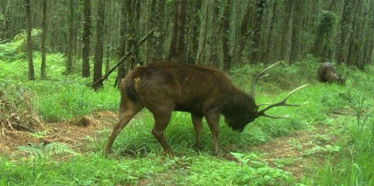 Feral deer - MidCoast Council