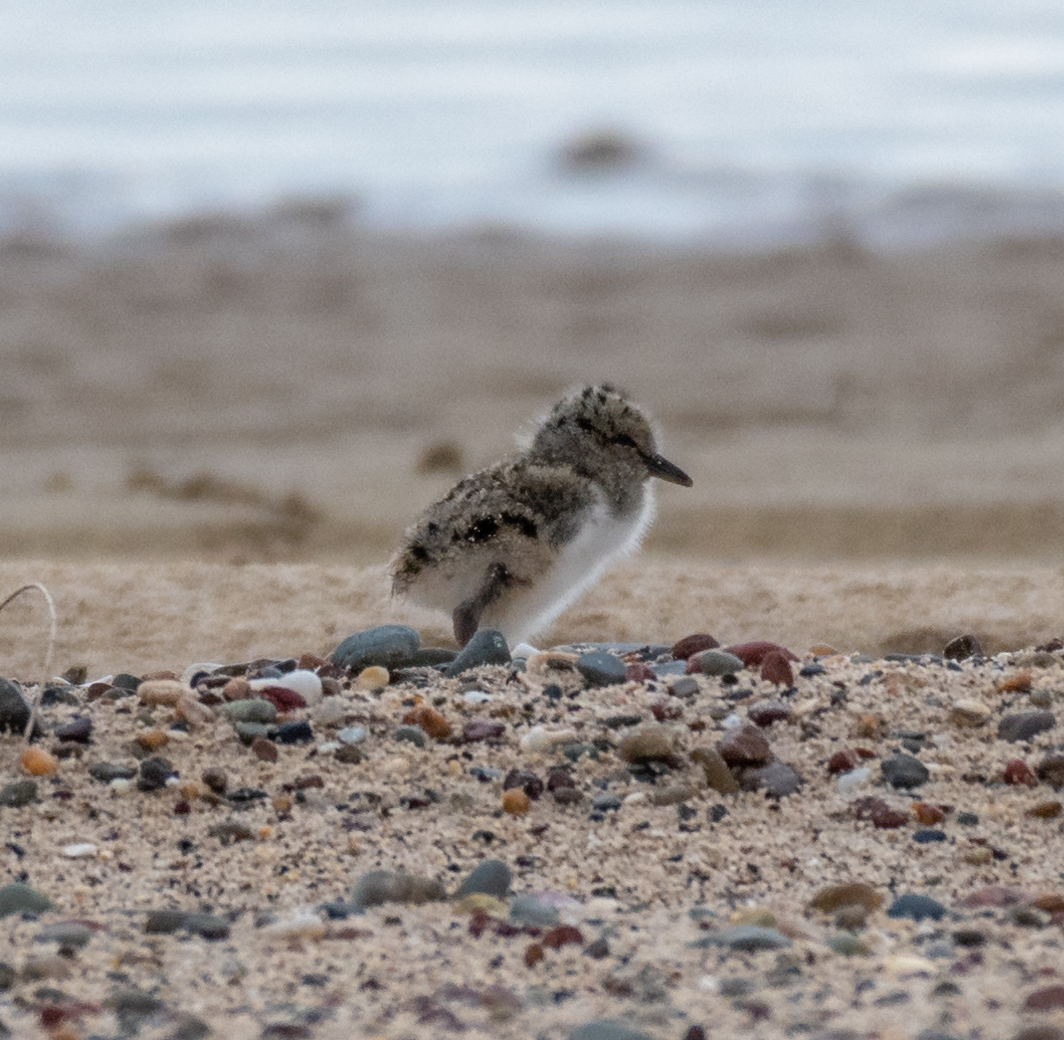 A promising nesting season for shorebirds | Mirage News