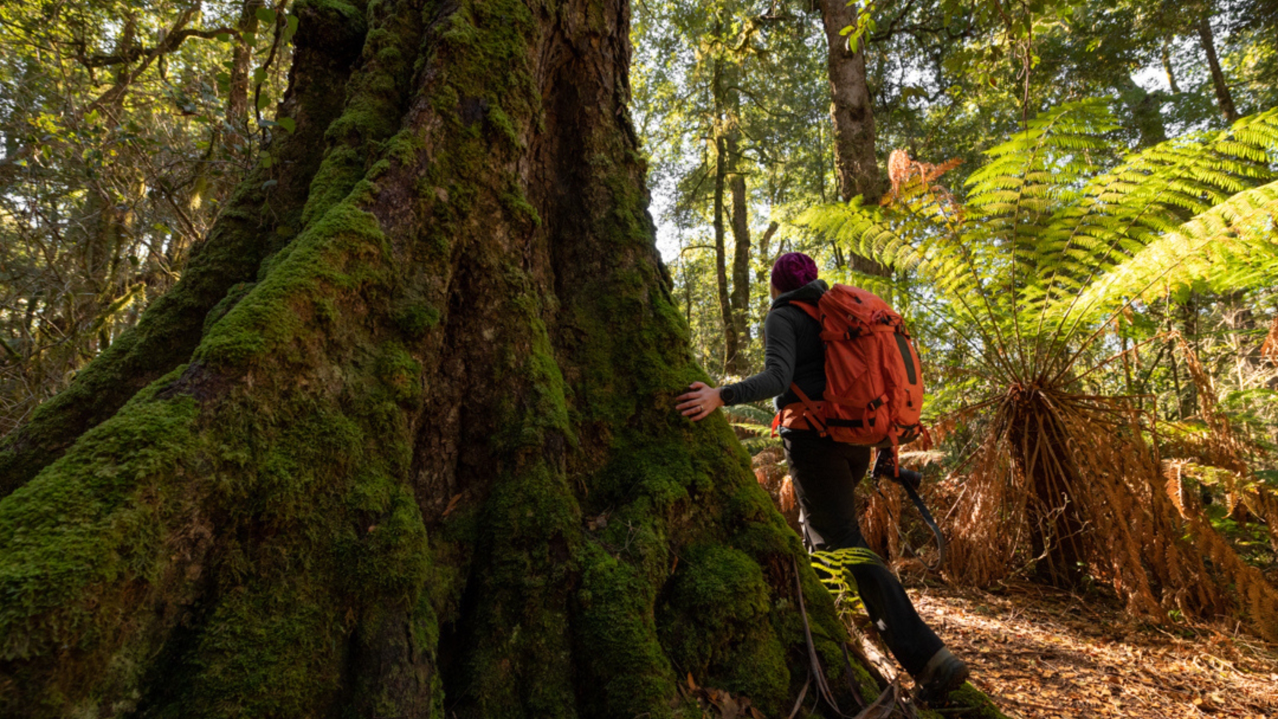 Barrington Coast Gondwana forest - feature.jpg