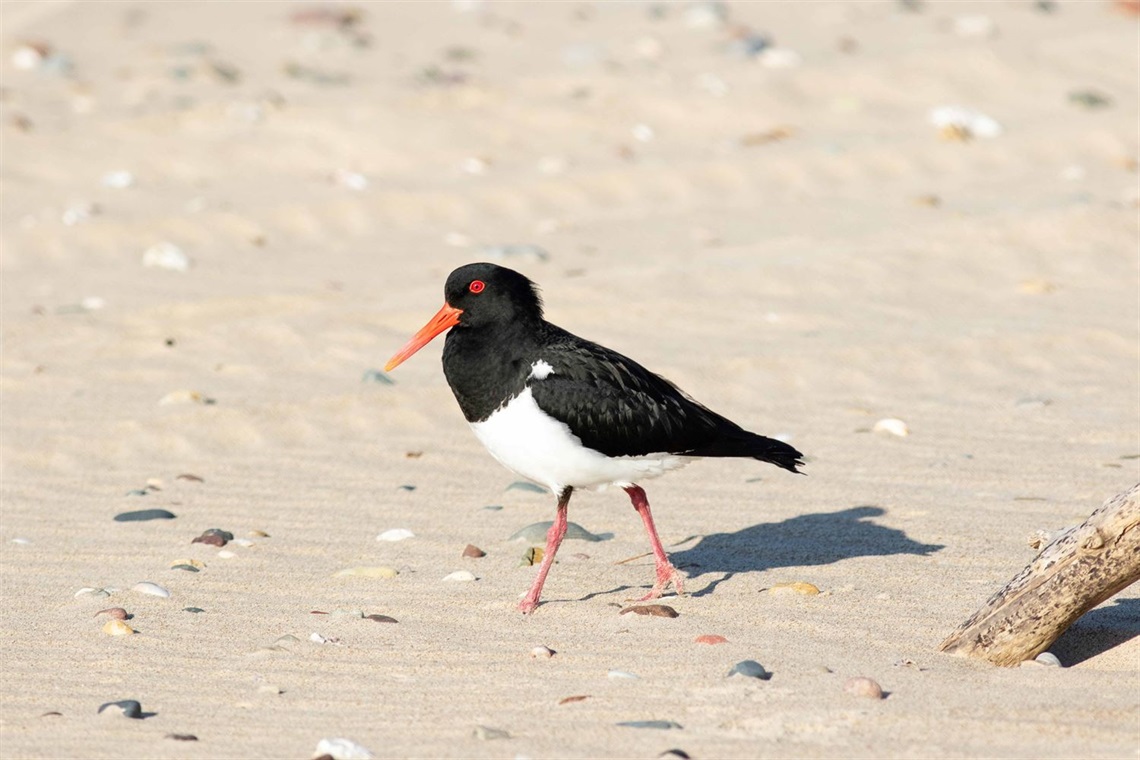 pied_oystercatcher.jpg