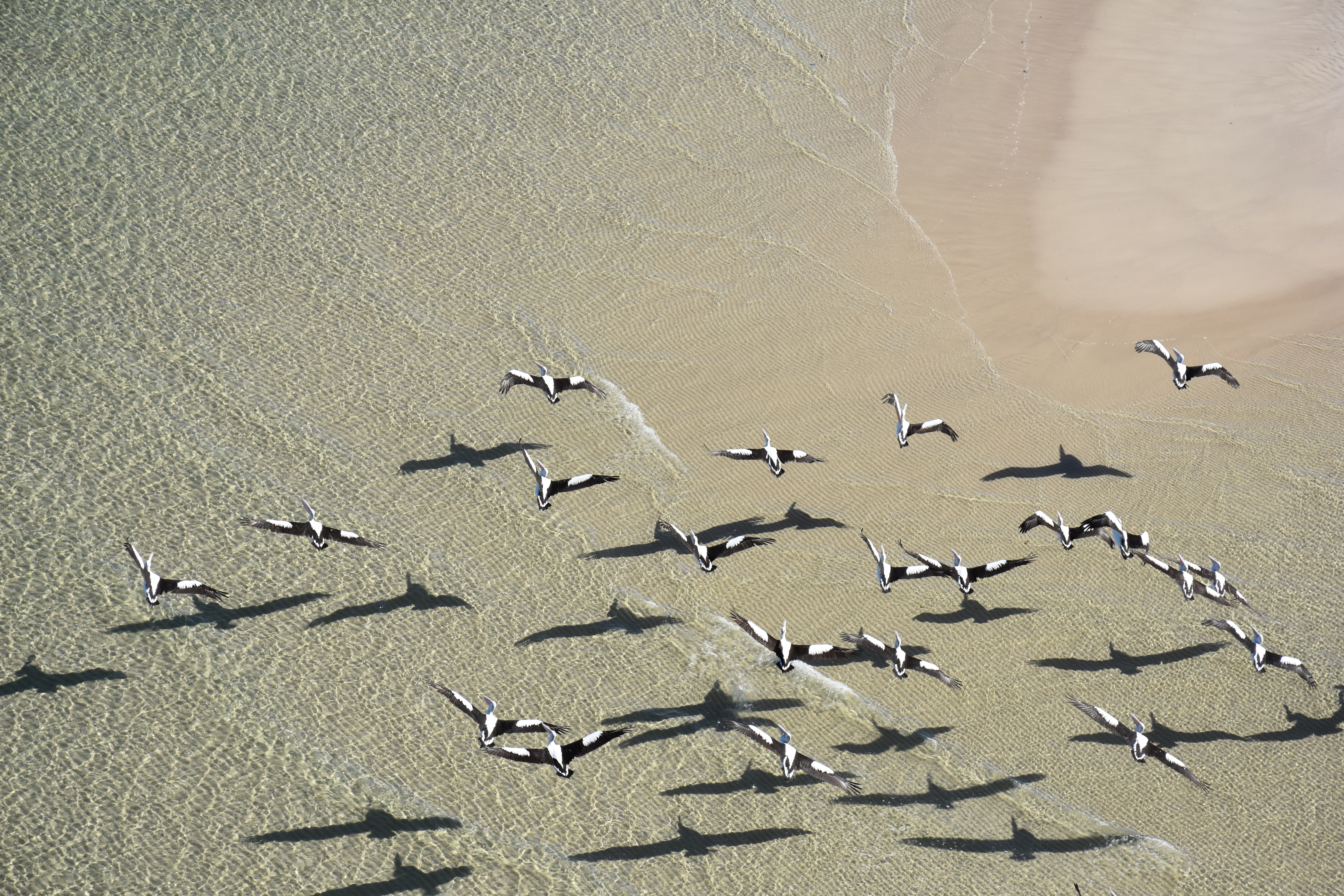 Shore-birds-Karen-Bettinck.jpg