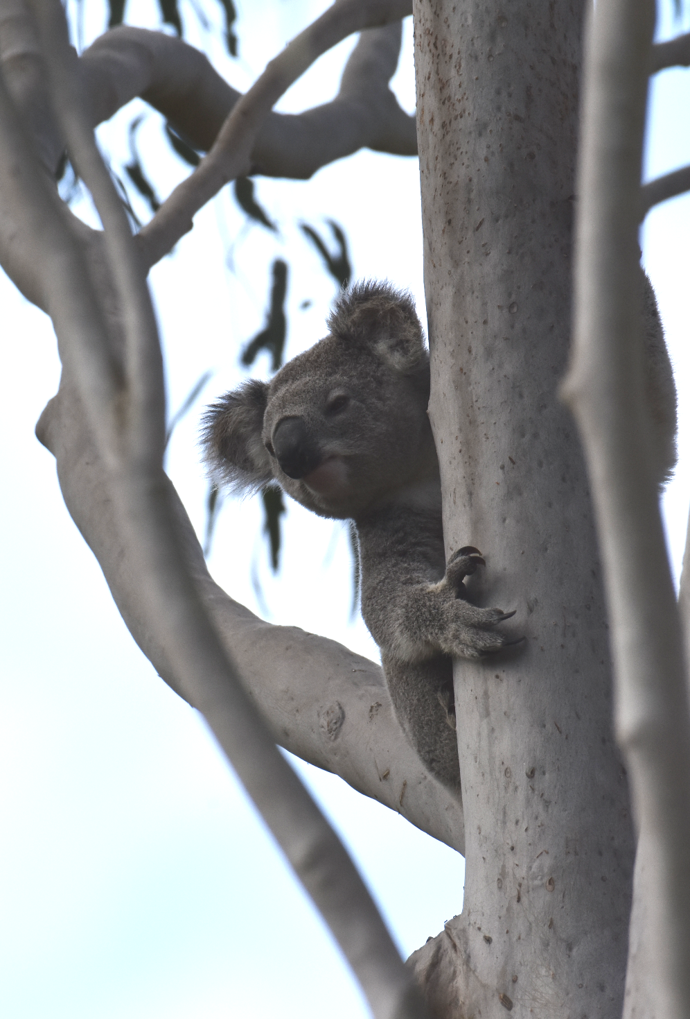 Tinonee-Primary-koala-KB.jpg.png