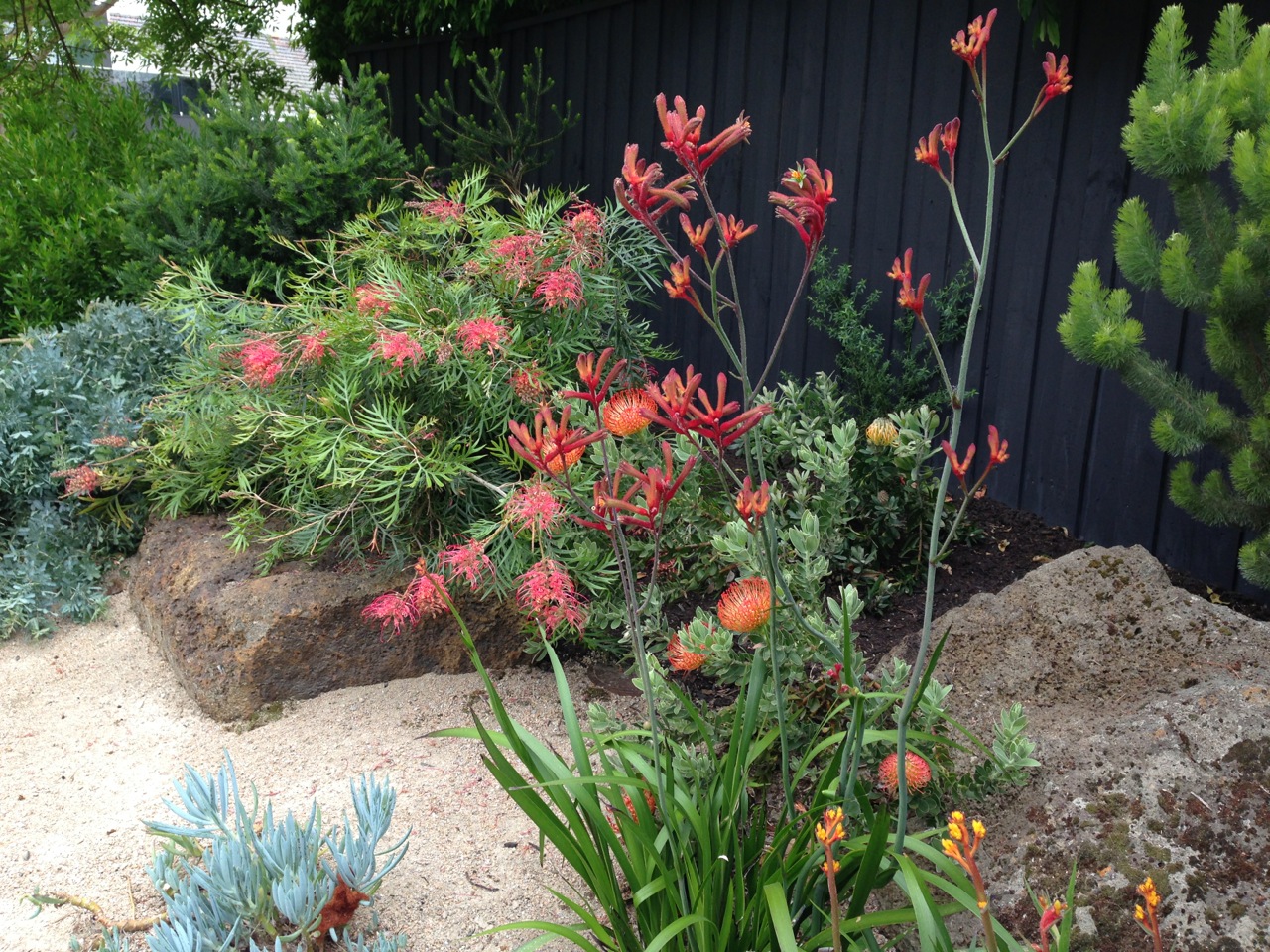 brightly-coloured-native-garden.jpg