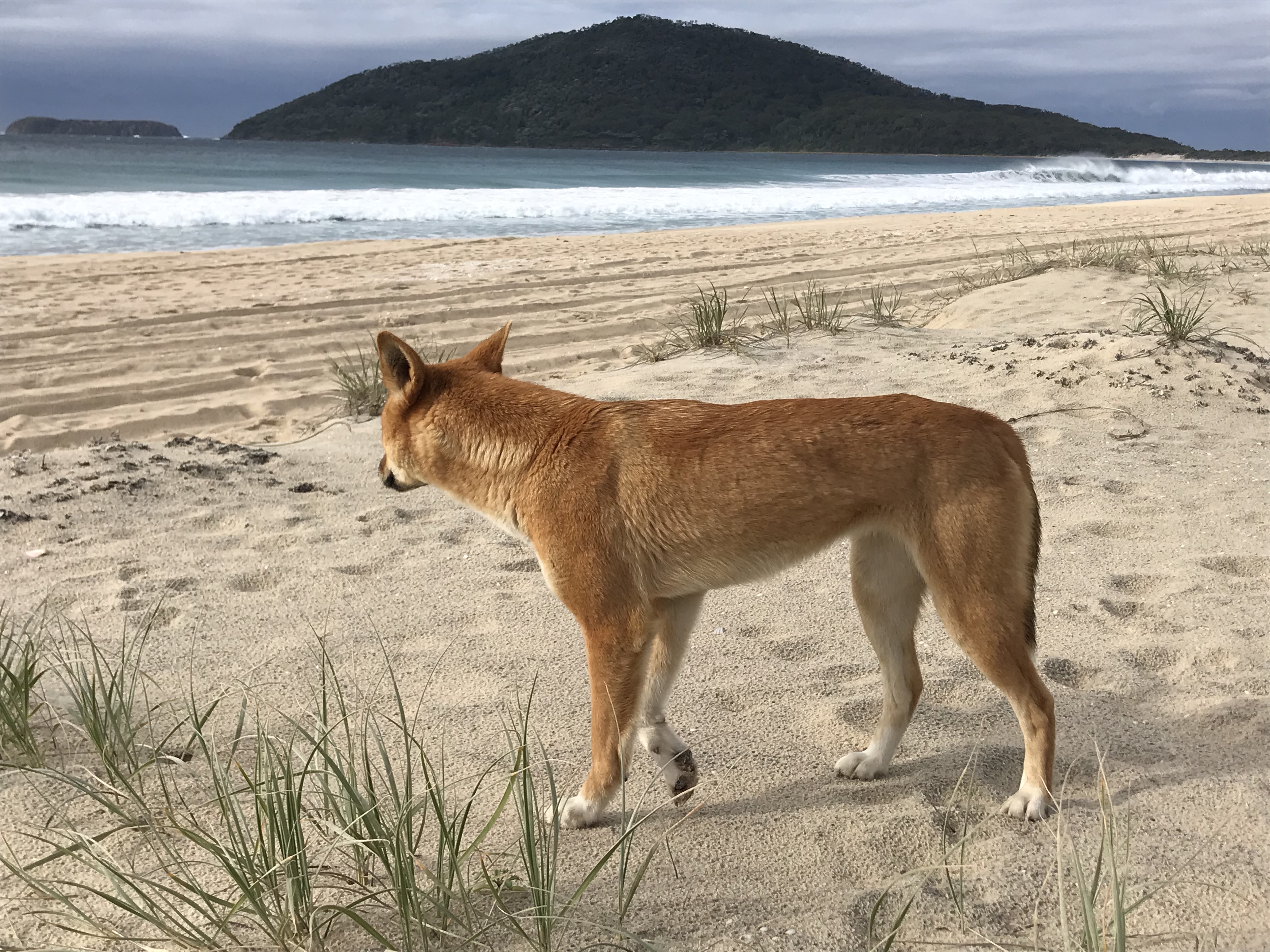 Dingo Image.jpg