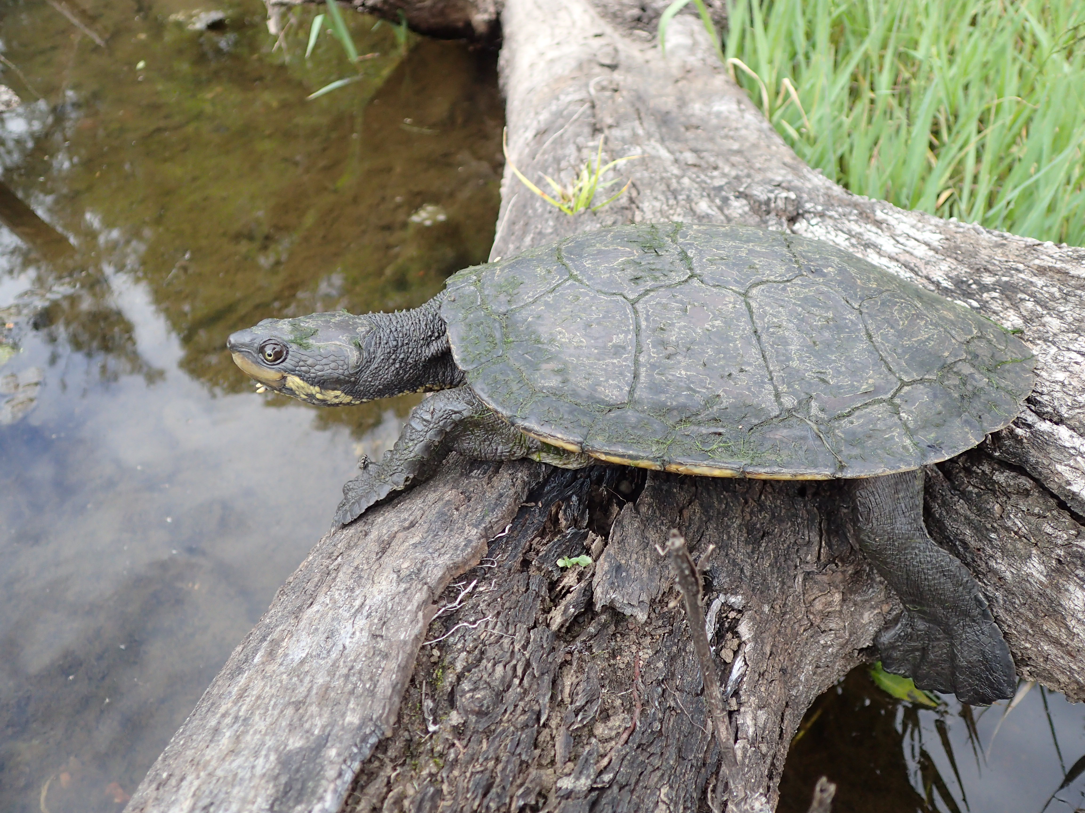 Protecting our unique turtle - MidCoast Council