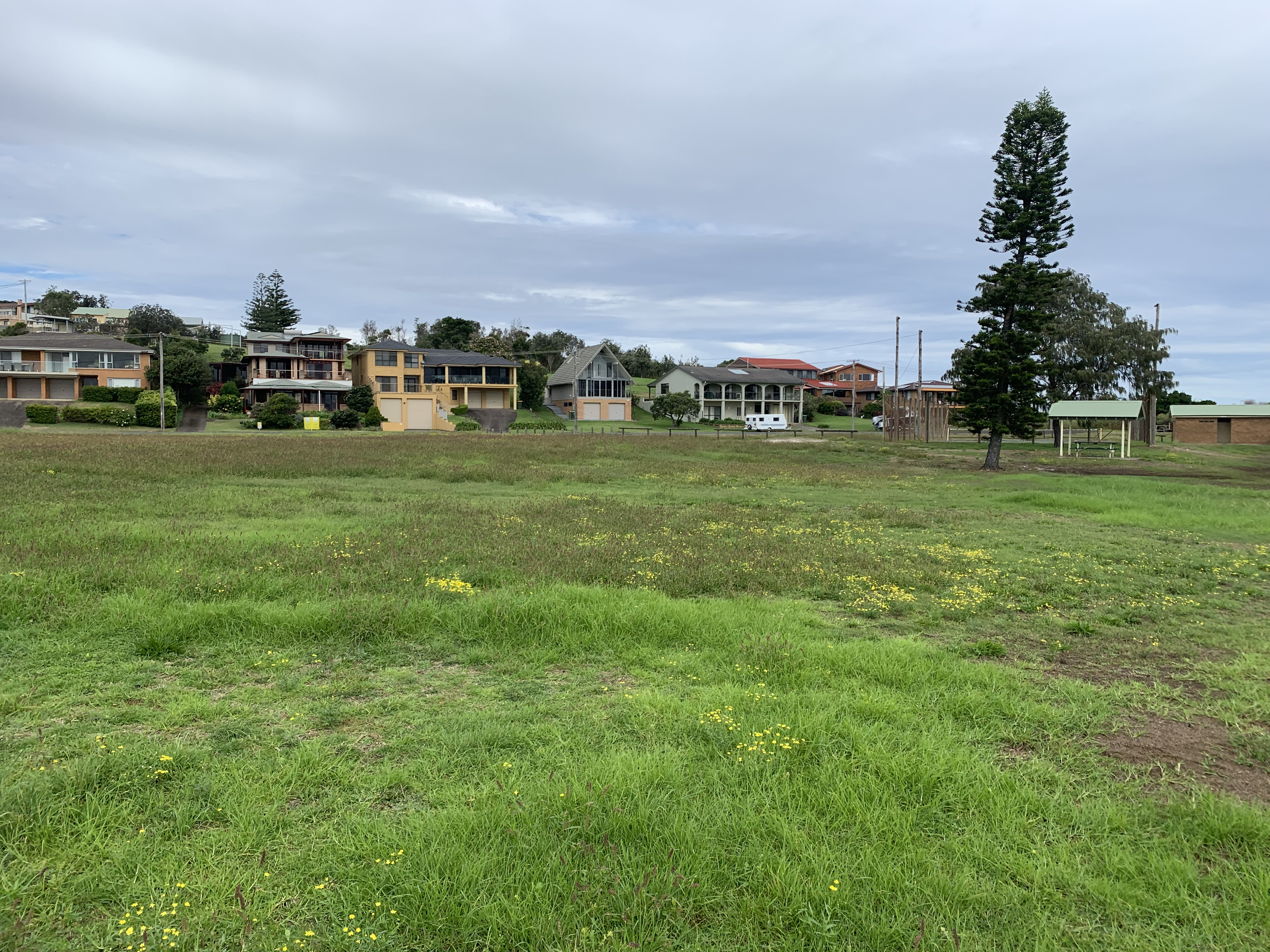 Mossman-Grass-at-Muir-Park-Crowdy-Head.jpg