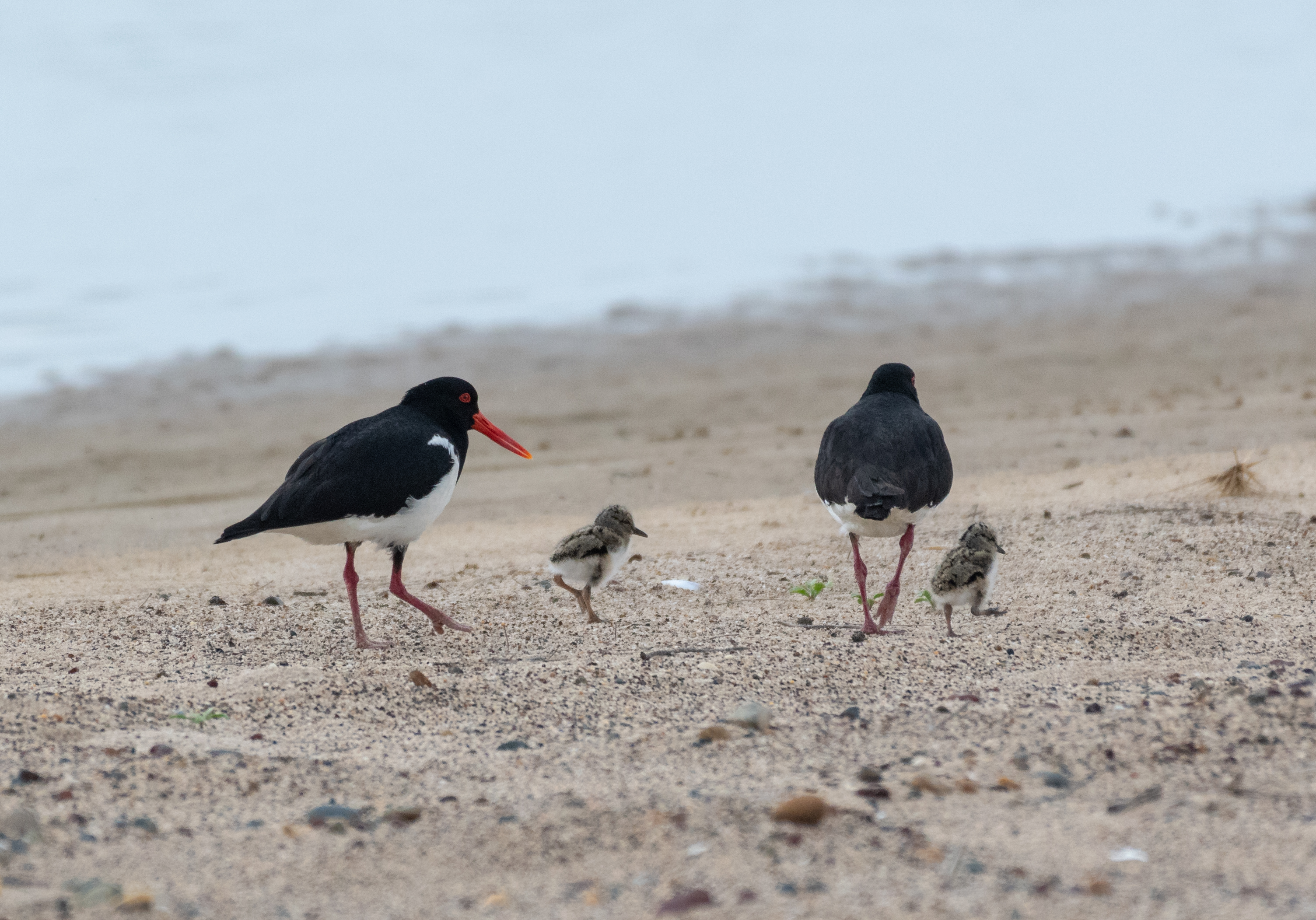 Shore birds.jpg