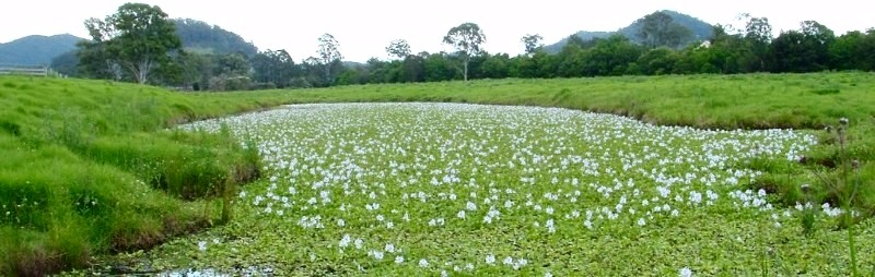 aquatic-weeds.jpg