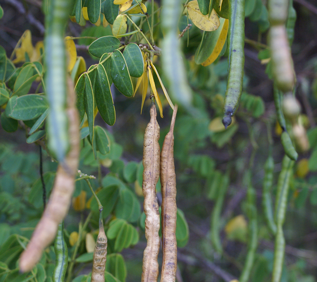 cassia-peas.bmp