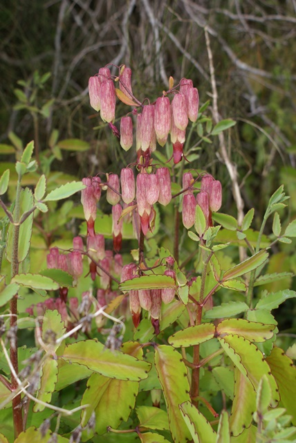 Bryophyllum-pinnatum.png