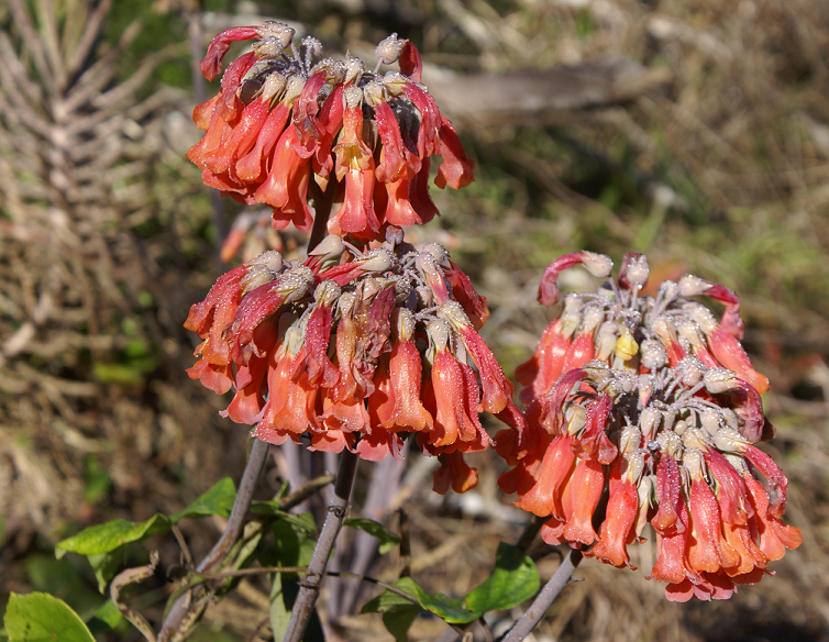 Flower-mother-of-millions.bmp