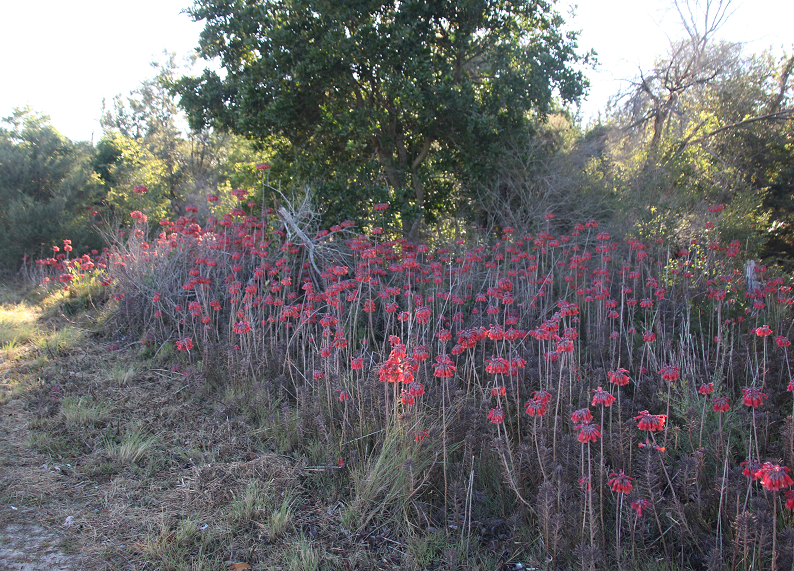 roadside-Mother-of-Millions.bmp