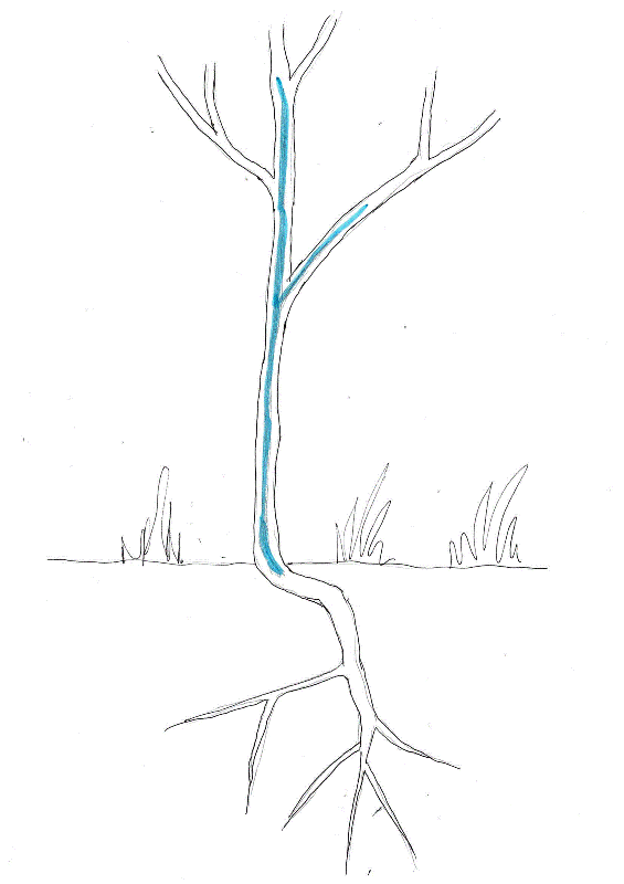 ochna-removal-diagram.gif