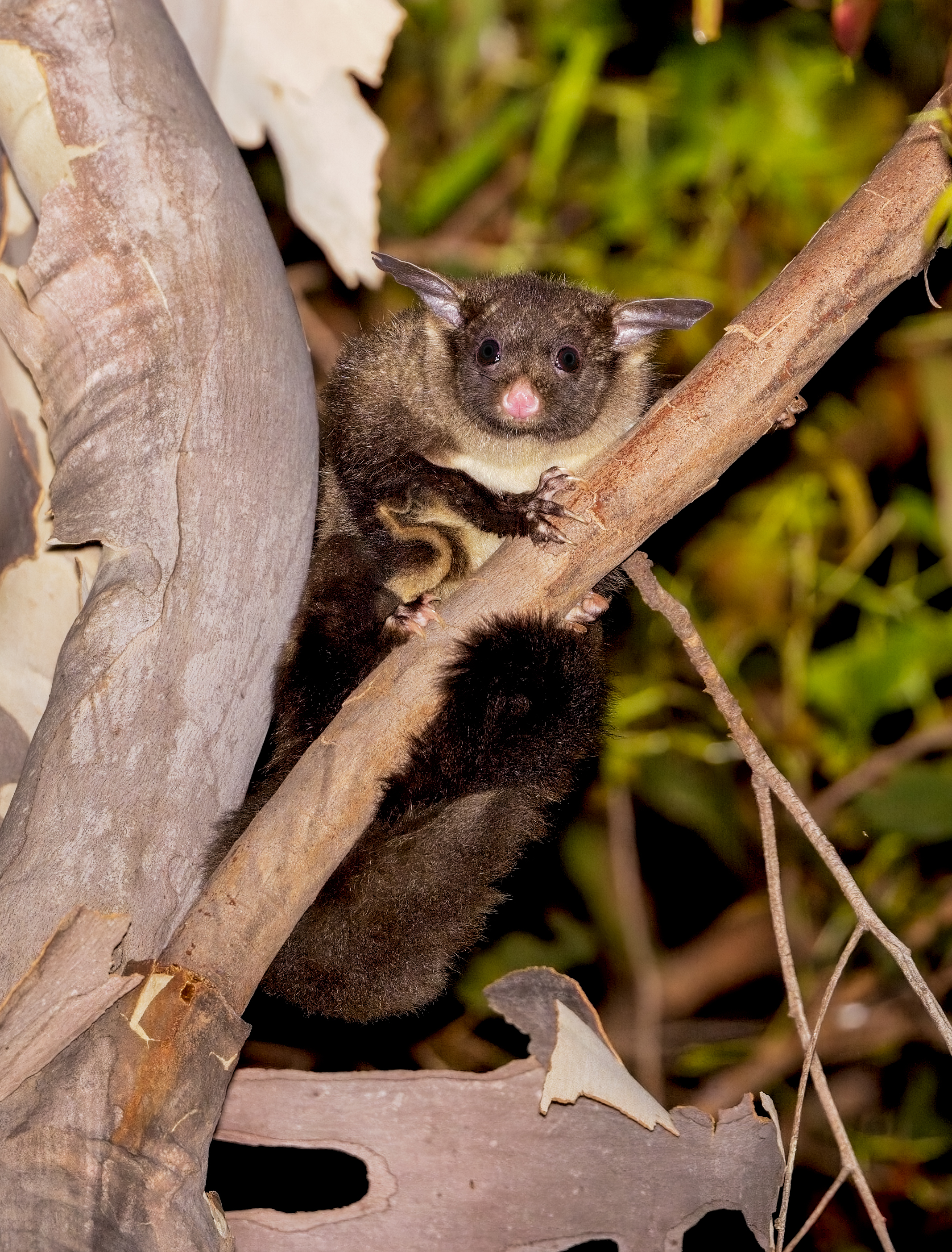 Backyards for Biodiversity - MidCoast Council