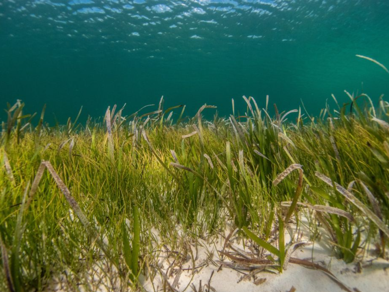 seagrass.png