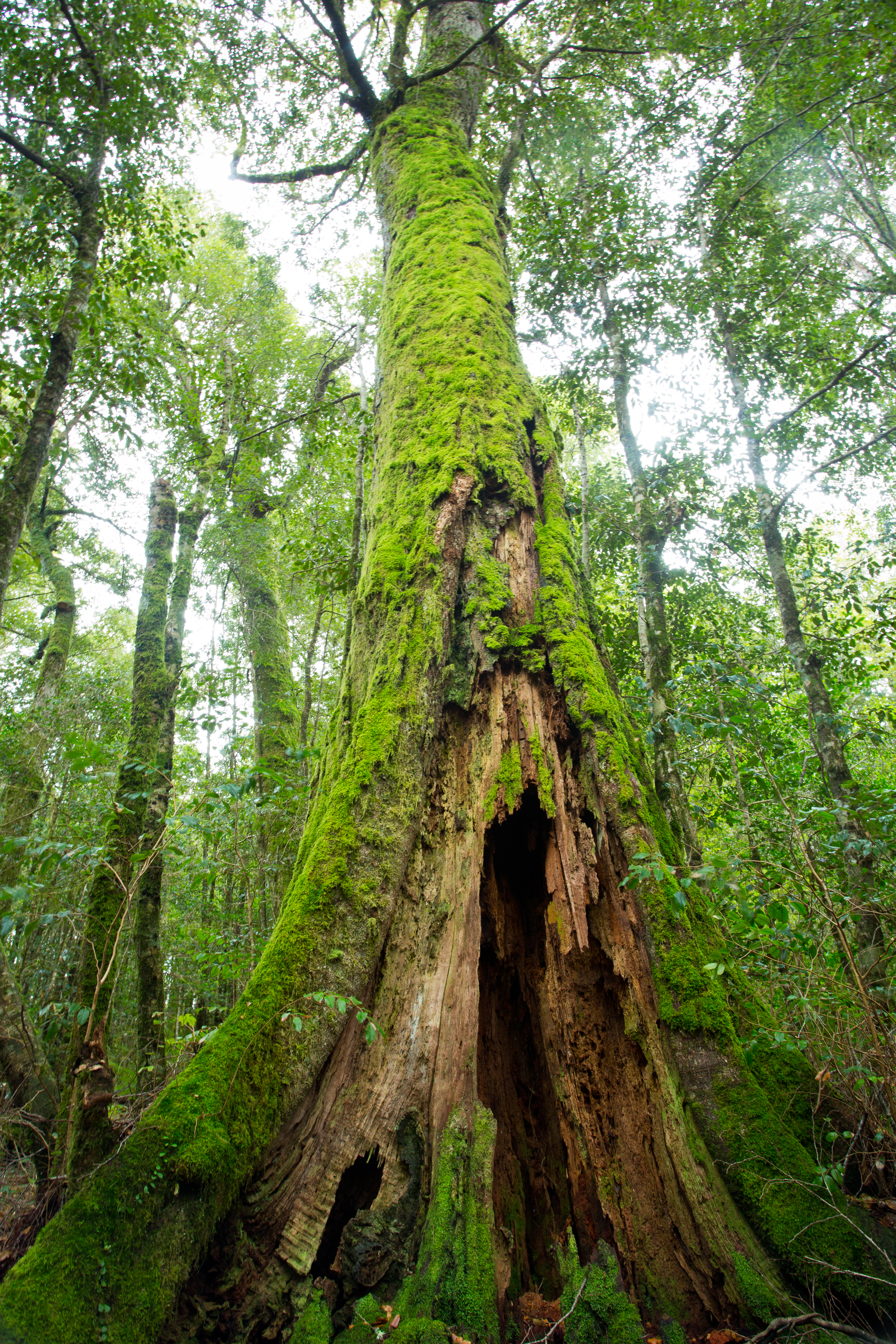 Barrington-Tops-National-Park-028.jpg