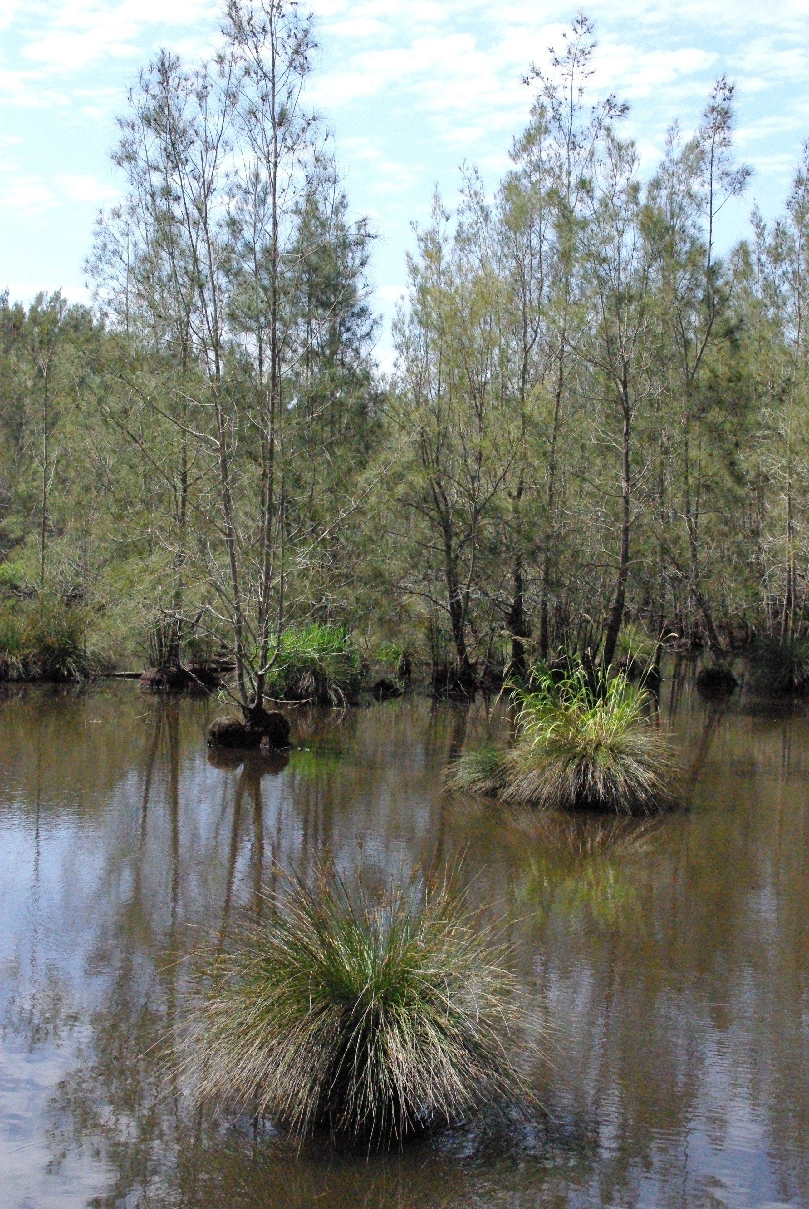 Dawson-Wetland-Walk-21.12.09-048.jpg