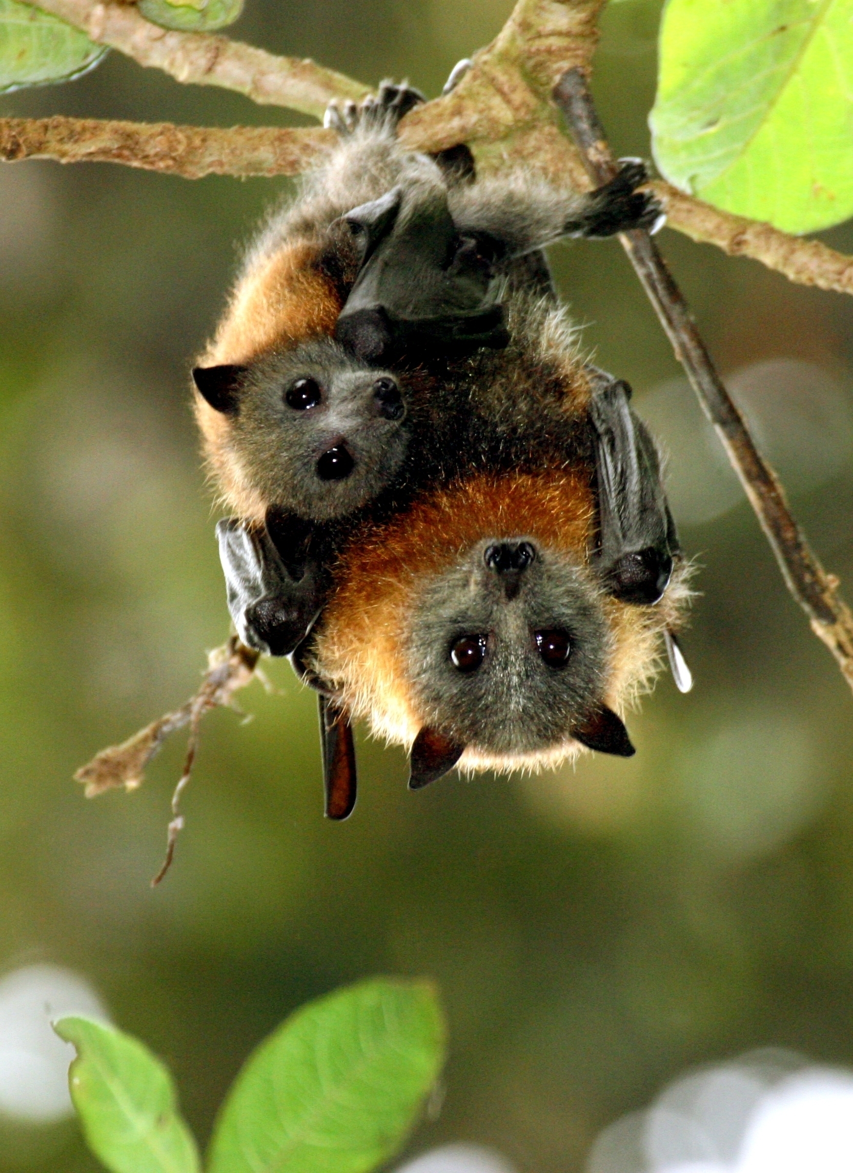 A plan for Flying-fox management on the MidCoast - MidCoast Council