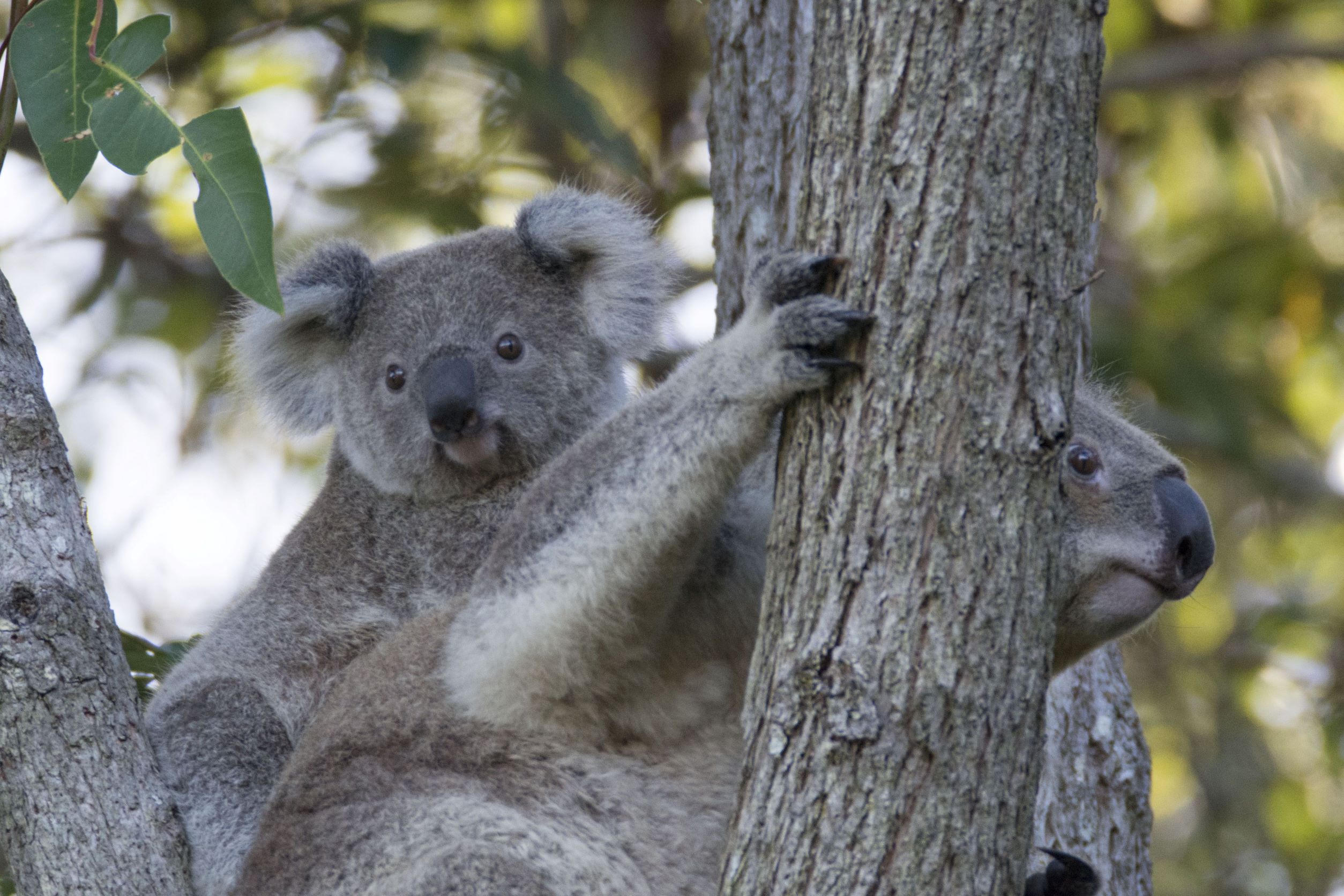 Koala-copyright-Peter-Goonan.jpg