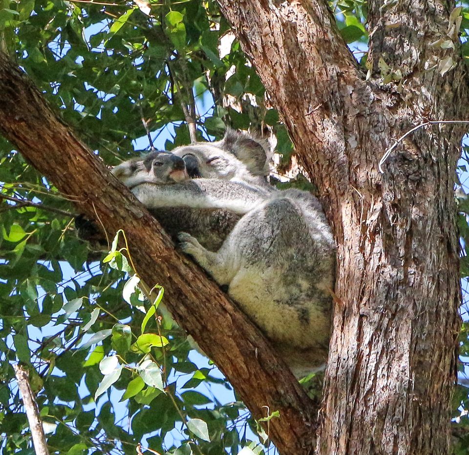 Koala Safe Spaces.jpg