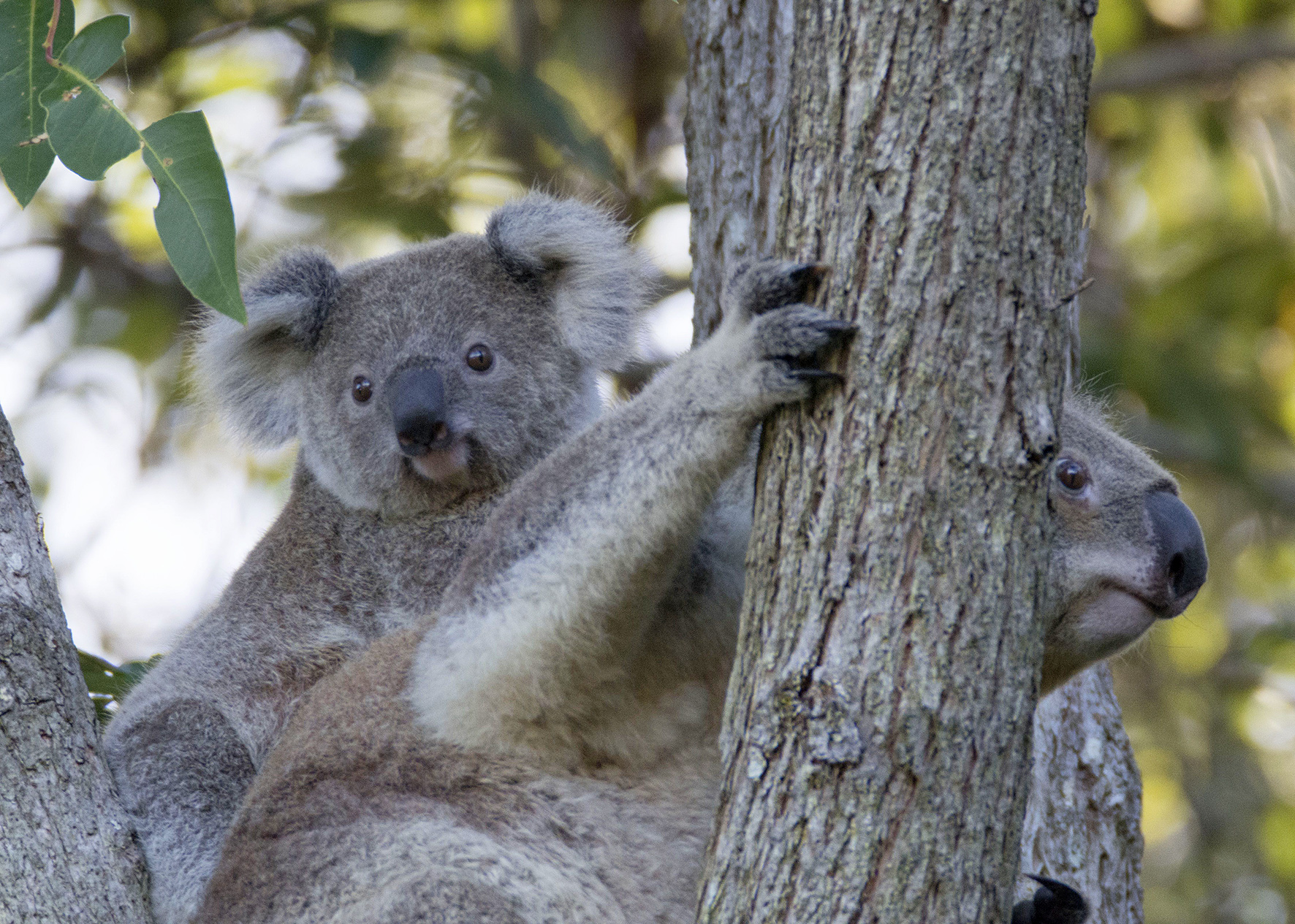 Koalas