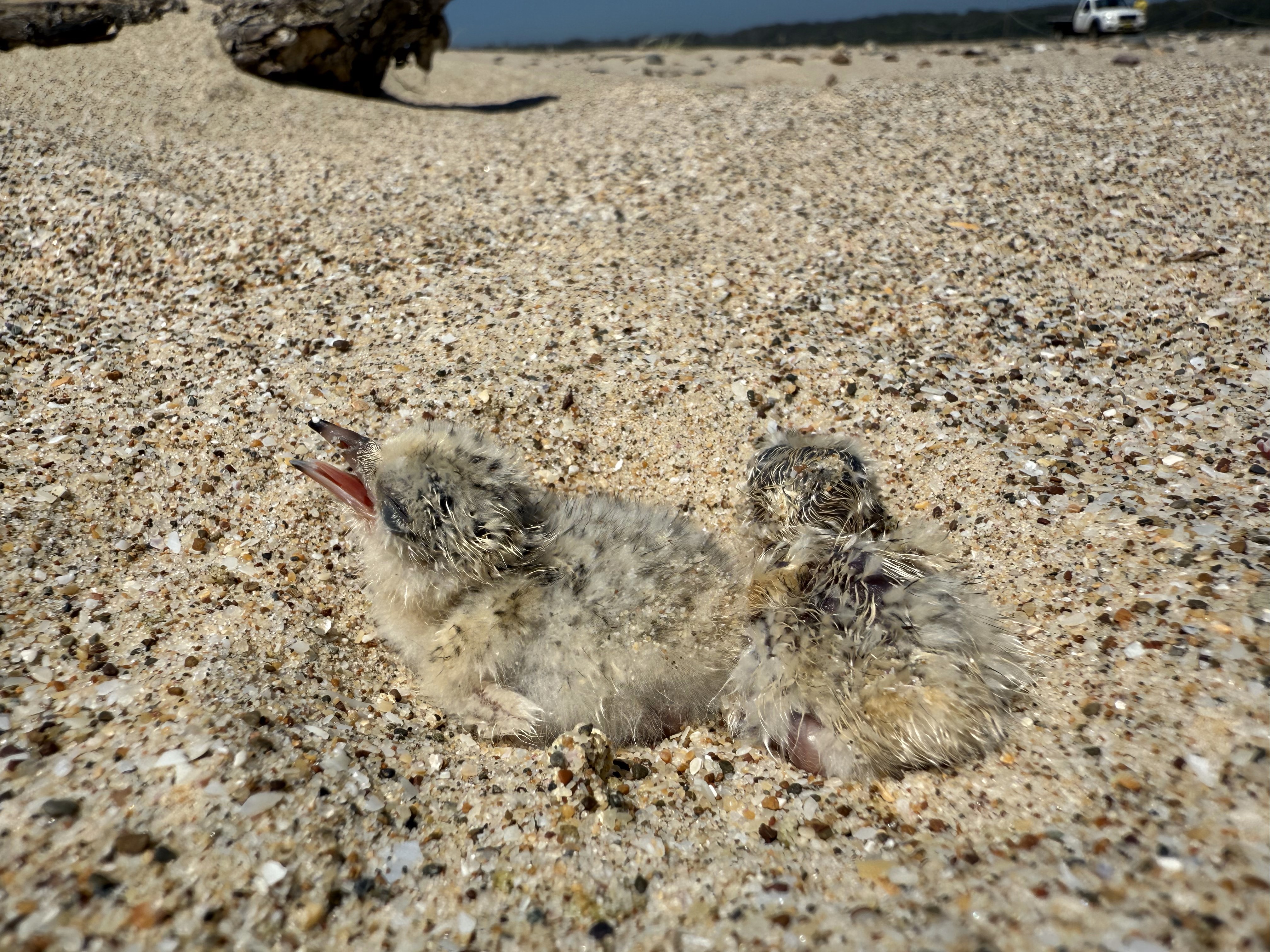 Little terns - newly hatched 13 December 2024.jpeg