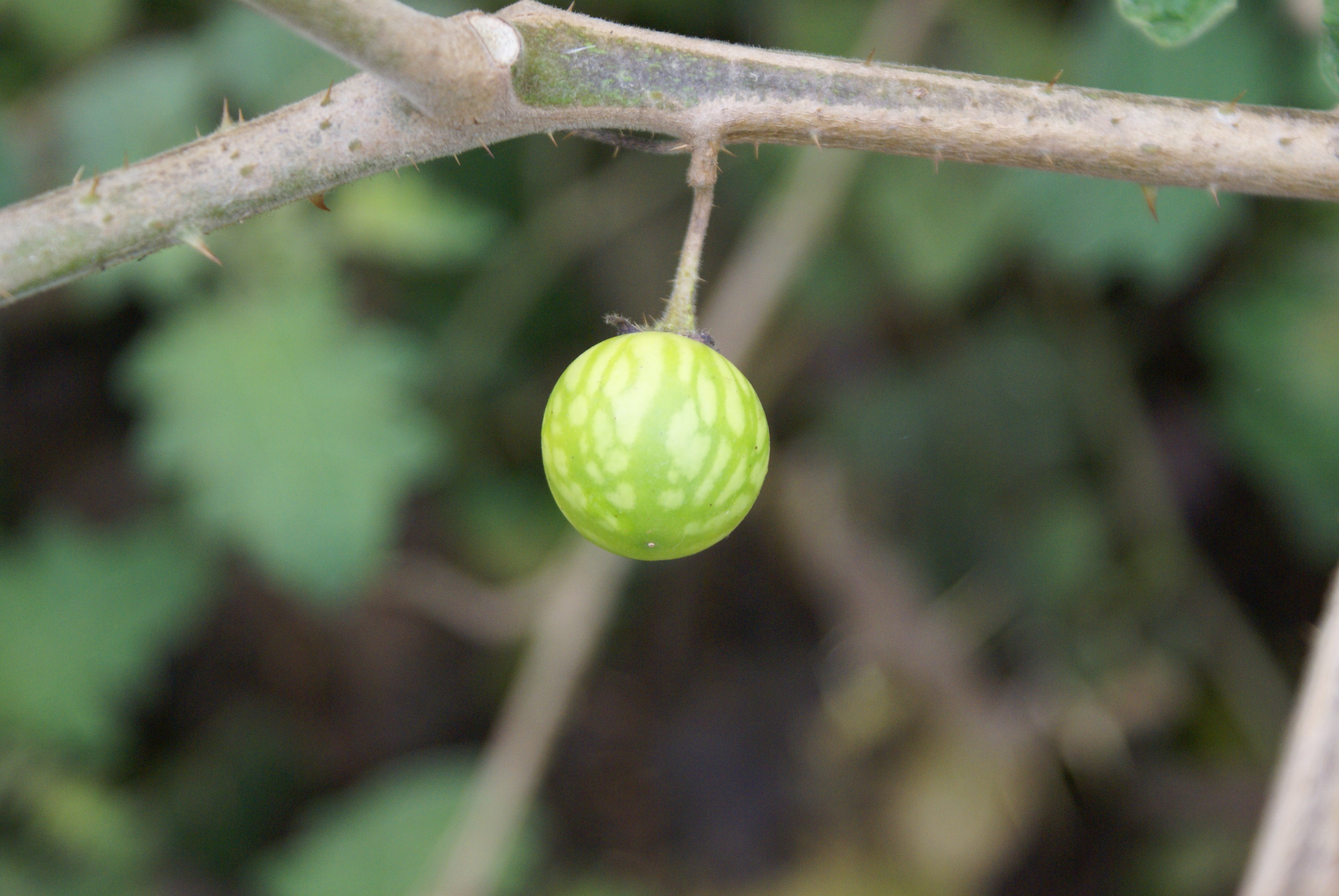 Solanum-viarum-009-Terry-Inkson.jpg