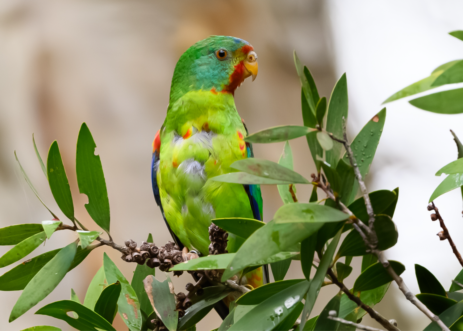 Swift Parrot.png