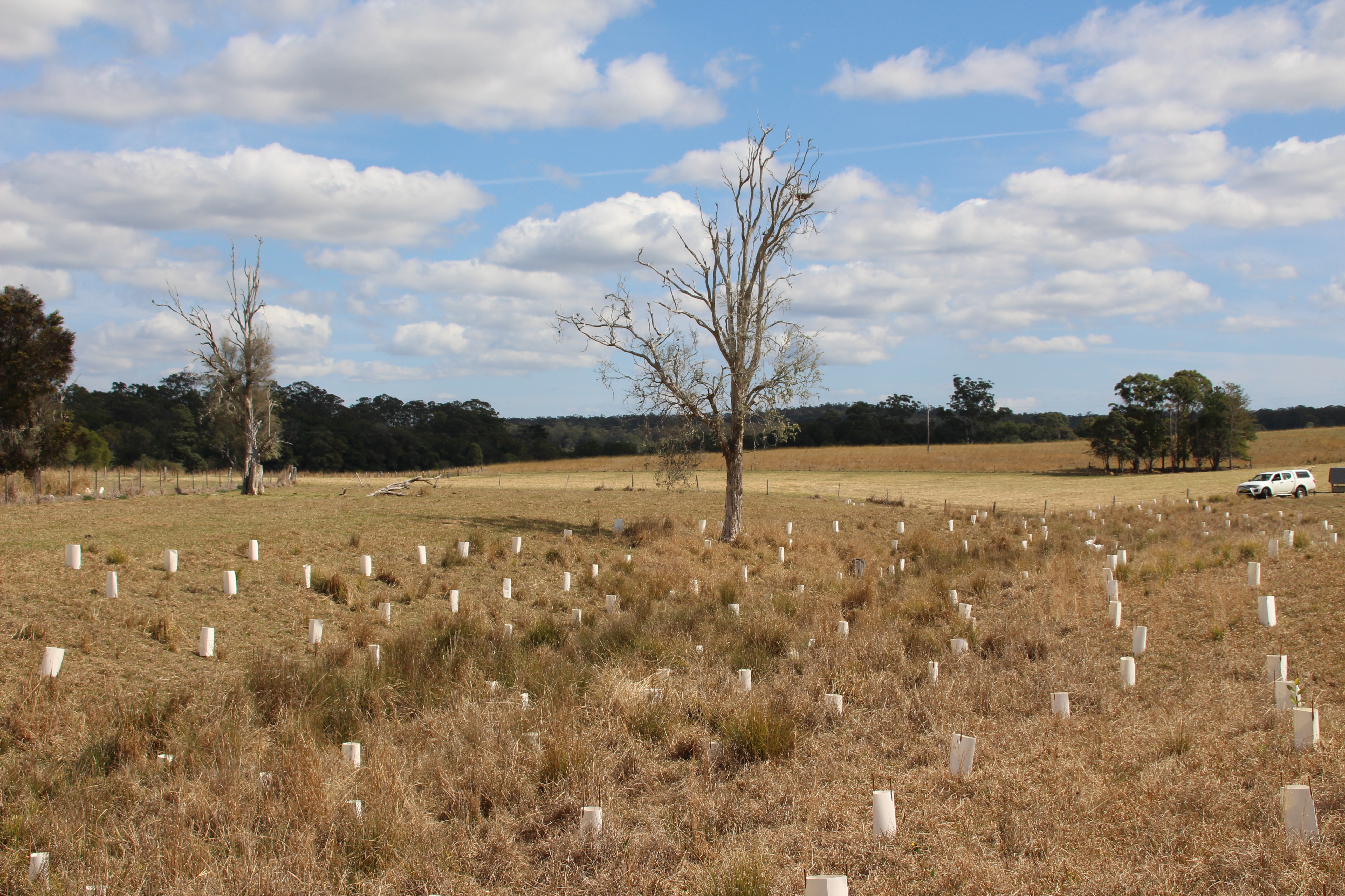 Tree planting.JPG