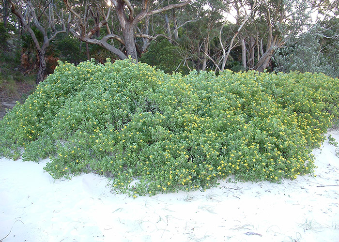 BitouBush-Elizabeth-Beach.jpg