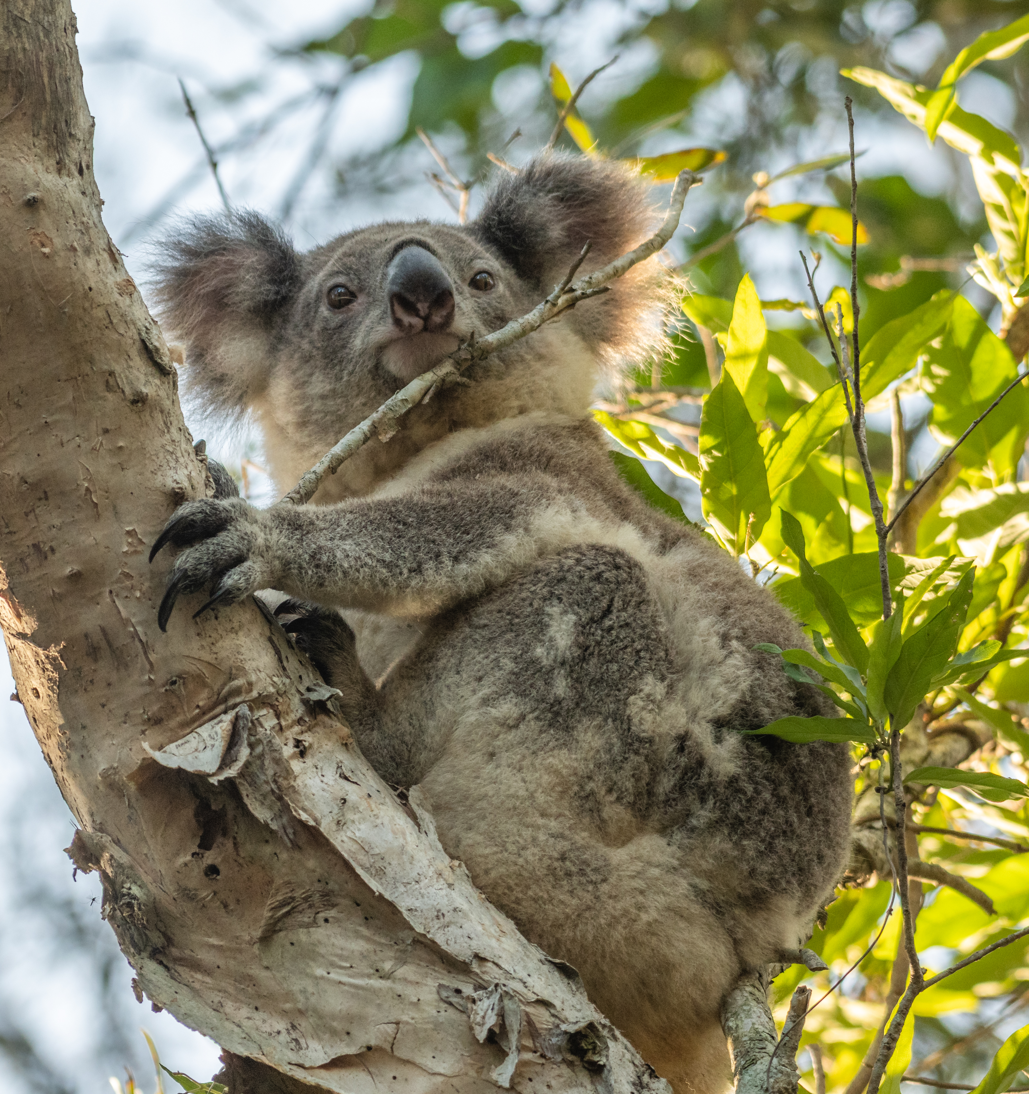 Koala by Peter Goonan Permission Granted (1).jpg